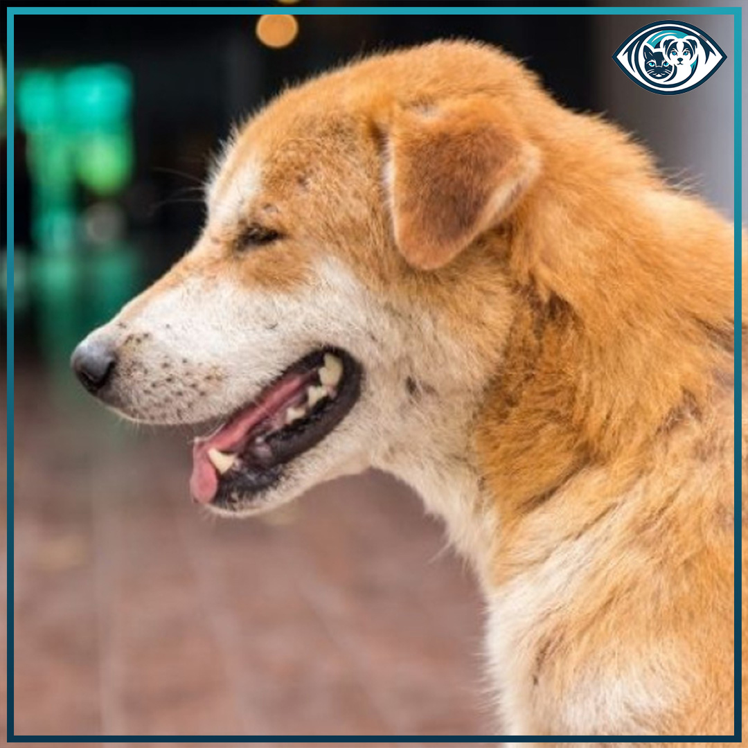 Mikrophtalmus Nedir?