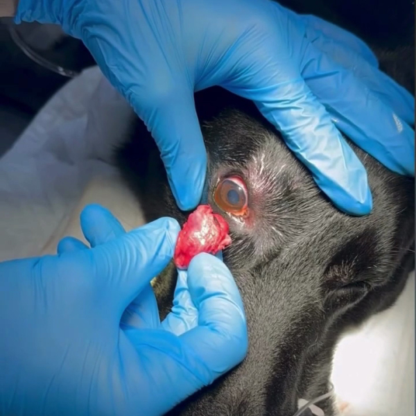 Üçüncü Göz Kapağı Şişliği Basit Bir Problem mi? Köpeklerde Göz Kapak Hastalıklarına Dikkat